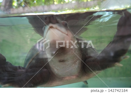 Cute Turtle Swimming Close Up Underwater View 142742184