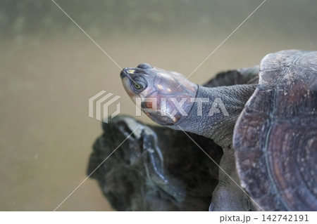 Closeup of a Smiling Turtle at the Zoo Closeup of a Smiling Turtle at the Zoo 142742191