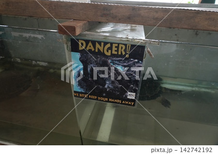 Alligator Snapping Turtle Danger Keep Hands Away Alligator Snapping Turtle Danger Keep Hands Away 142742192
