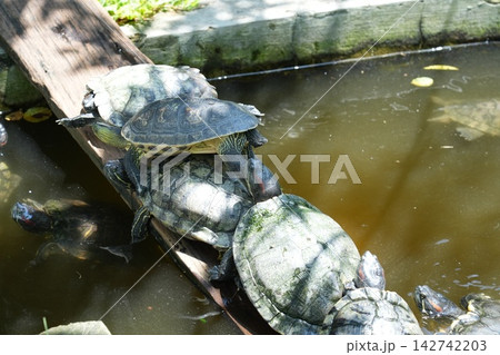 Red Eared Slider Turtles Basking in the Sun Red Eared Slider Turtles Basking in the Sun 142742203
