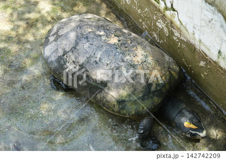 Asian Forest Tortoise in Shallow Water Reptile Wildlife 142742209