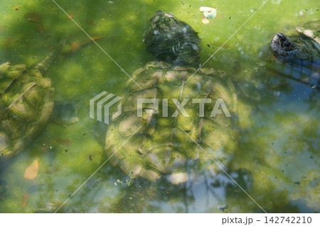 Alligator Snapping Turtles in Murky Water Alligator Snapping Turtles in Murky Water 142742210