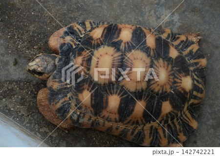 Radiated Tortoise Geochelone Radiata Close Up View 142742221