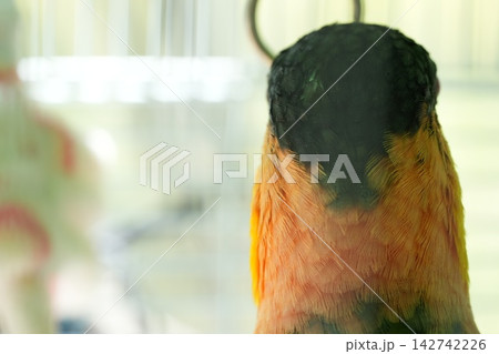 Close-up of a Jandaya Parakeet Bird Plumage Close-up of a Jandaya Parakeet Bird Plumage 142742226