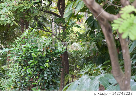Lush Greenery with Citrus Fruits in a Tropical Forest 142742228