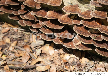Bracket Fungi on Wood Fallen Leaves Decomposition 142742233