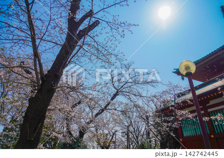 東白楽の青空へ高く伸びる桜の大木 東白楽の青空へ高く伸びる桜の大木 142742445