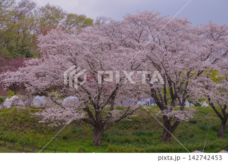 斜面に連なる満開の桜の木々 斜面に連なる満開の桜の木々 142742453