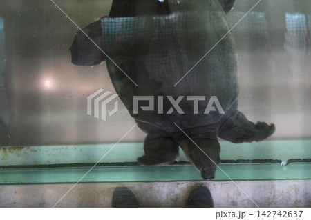 Raffles Softshell Turtle in Enclosure Slow Moving Raffles Softshell Turtle in Enclosure Slow Moving 142742637