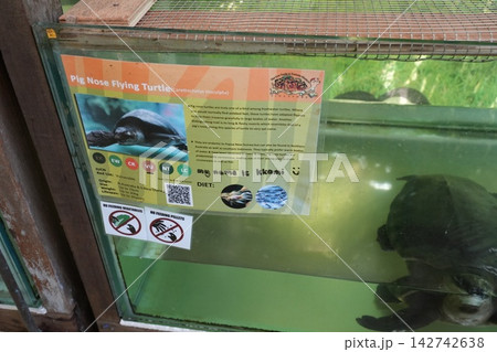 Pig Nose Flying Turtle Carettochelys Insculpta Facts Pig Nose Flying Turtle Carettochelys Insculpta Facts 142742638