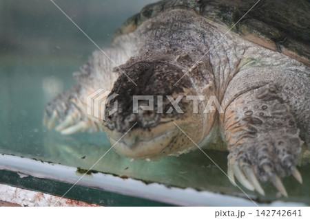Alligator Snapping Turtle Portrait Underwater Alligator Snapping Turtle Portrait Underwater 142742641