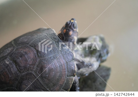 Close Up of a Wood Turtle in Natural Habitat Close Up of a Wood Turtle in Natural Habitat 142742644