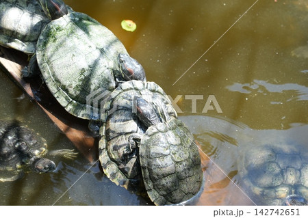 Red Eared Sliders Basking in the Sun Tranquil Turtle Scene 142742651