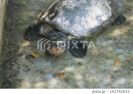 Turtle in Water Stock Image Close Up View 142742652