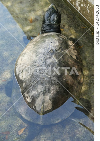 Asian Leaf Turtle in Water Nature Photography Asian Leaf Turtle in Water Nature Photography 142742653
