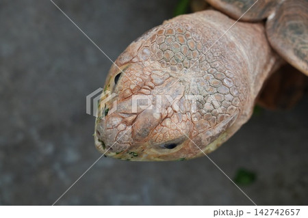 Close Up of Aldabra Giant Tortoise Head 142742657