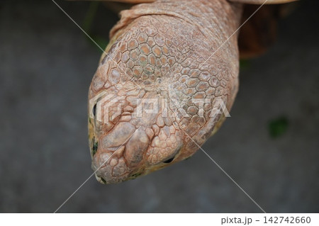 Close Up of a Tortoise Head Scales and Texture Close Up of a Tortoise Head Scales and Texture 142742660