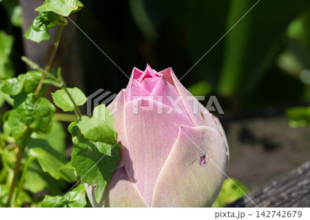 Beautiful Lotus Flower Bud Close Up 142742679
