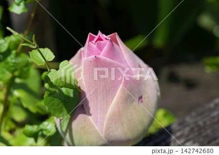 Beautiful Pink Lotus Flower Bud Close Up Photography 142742680