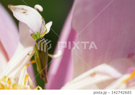 Close up of a Green Leafhopper on a Pink Flower Petal Close up of a Green Leafhopper on a Pink Flower Petal 142742685