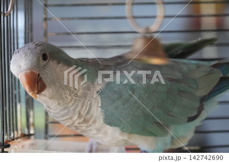 Blue Quaker Parrot Pet Bird in Cage Close Up Portrait Blue Quaker Parrot Pet Bird in Cage Close Up Portrait 142742690