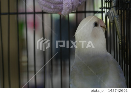 Peach Faced Lovebird Portrait Cute Bird in Cage Pet Bird 142742691