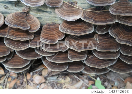 Bracket Fungi Growing on a Tree Log 142742698