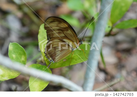 Julia Butterfly Resting on Green Leaf Nature Photography 142742703