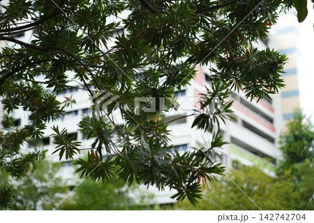 Green Cascabela thevetia foliage against building facade Green Cascabela thevetia foliage against building facade 142742704