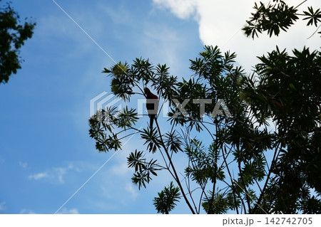 Red Parrot in Tree Against Blue Sky Nature Photography 142742705