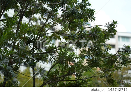 Casuarina glauca Tree Nature Photography with Urban Backdrop 142742713