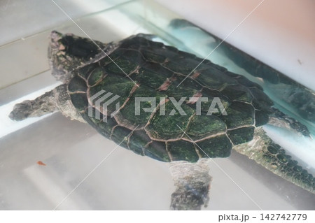 Alligator Snapping Turtle Portrait in Tank 142742779