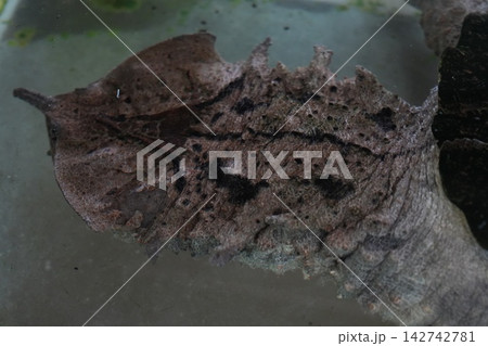Amazing Mata Mata Turtle Shell Close Up View 142742781