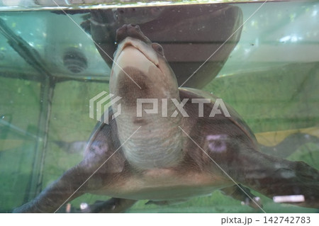 Close up of an Indian Softshell Turtle in Water Tank Close up of an Indian Softshell Turtle in Water Tank 142742783