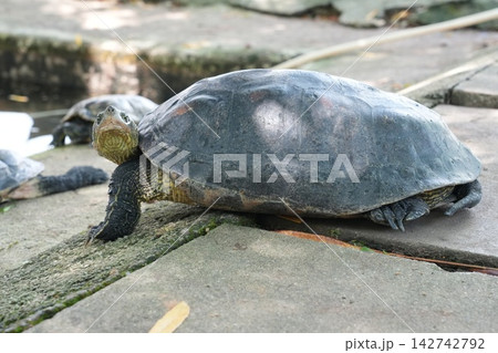 Turtle basking on concrete in natural sunlight 142742792