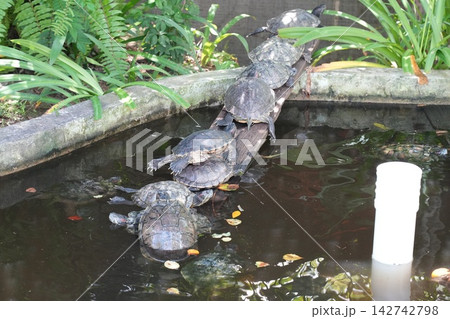 Red Eared Slider Turtles in Pond Exotic Pet Wildlife 142742798