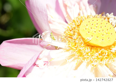 Lotus Flower with Grasshopper in Bloom Floral Photography 142742827