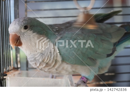 Monk Parakeet in Cage Cute Pet Bird 142742836