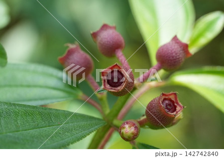 Close Up of Tibouchina Flower Buds and Green Leaves Close Up of Tibouchina Flower Buds and Green Leaves 142742840