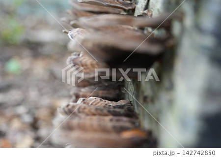 Bracket Fungi Growing on Tree Trunk Nature Photography 142742850