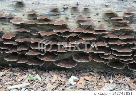 Bracket Fungi on a Fallen Log in the Forest Bracket Fungi on a Fallen Log in the Forest 142742851