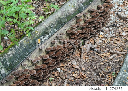 Bracket Fungi on Wood Fungi Forest Floor Bracket Fungi on Wood Fungi Forest Floor 142742854