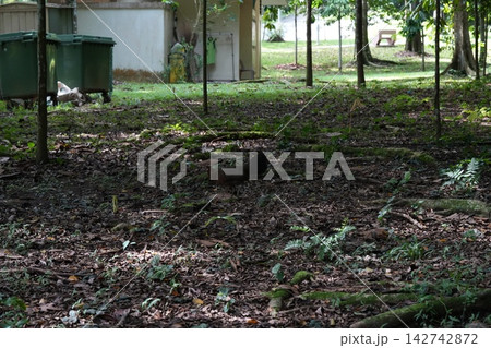Chicken in the Forest Ground Level View Chicken in the Forest Ground Level View 142742872