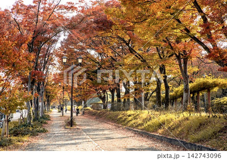 名古屋市、名城公園の紅葉並木 名古屋市、名城公園の紅葉並木 142743096