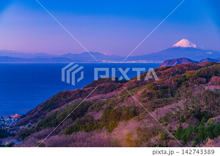 【静岡県】西伊豆松崎・石部の棚田から、街明かりの向こうに富士山 【静岡県】西伊豆松崎・石部の棚田から、街明かりの向こうに富士山 142743389