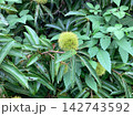 木になる若い栗の実 142743592