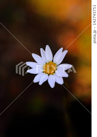 白いマーガレットの花 142743751