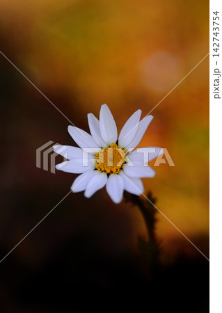 秋の花壇に咲くマーガレット 142743754