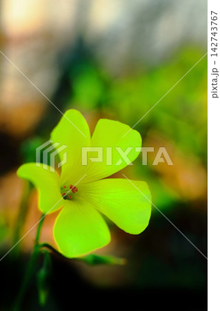 黄色いオオキバナカタバミの花 黄色いオオキバナカタバミの花 142743767