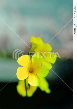 黄色いオオキバナカタバミの花 142743829